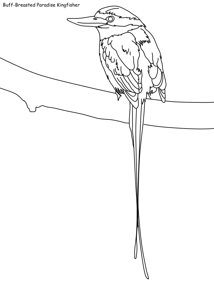 BuffBreasted Paradise Kingfisher Coloring Page Free Printable