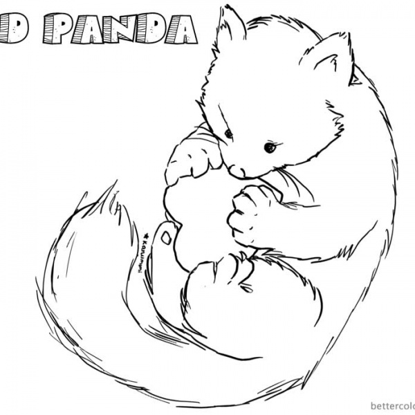Realistic Red Panda Coloring Pages Sleeping - Free Printable Coloring Pages