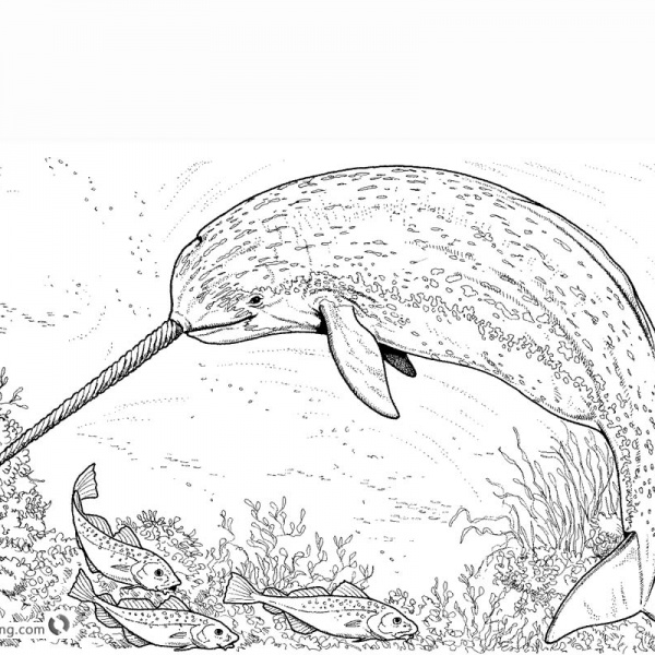Narwhal Coloring Pages - Free Printable Coloring Pages