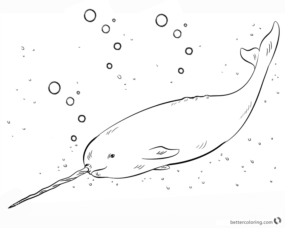 Realistic Narwhal Coloring Pages Sketch printable