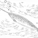 Realistic Narwhal Coloring Pages Swimming
