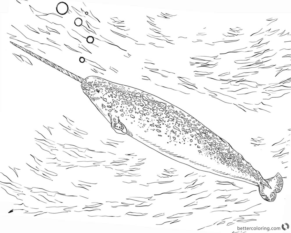 Realistic Narwhal Coloring Pages Swimming printable