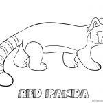 Red Panda Coloring Pages Walking