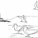 Lighthouse Coloring Pages Birds on the Beach