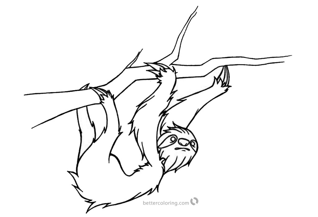 Realistic Sloth Coloring Pages printable for free
