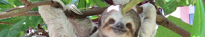 Sloth Coloring Pages Category Image
