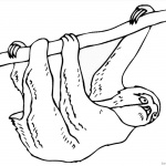 Three Toed Sloth Coloring Pages Black and White