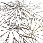 Weed Coloring Pages Cannabis Coloring Sheet Weed Plants