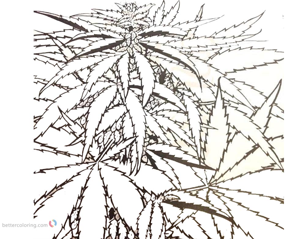Weed Coloring Pages Cannabis Coloring Sheet Weed Plants printable for free