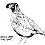 California Quail Coloring Pages