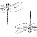 Dragonflies Coloring Pages Clipart