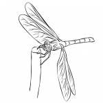 Dragonflies Coloring Pages Line Drawing