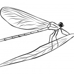 Dragonflies Coloring Pages Lineart