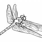 Dragonflies Coloring Pages Sketch Drawing