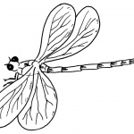 Dragonfly Coloring Pages Line Drawing