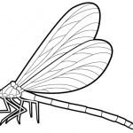 Dragonfly Coloring Pages Realistic Drawing