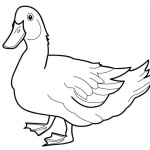 Duck Coloring Pages