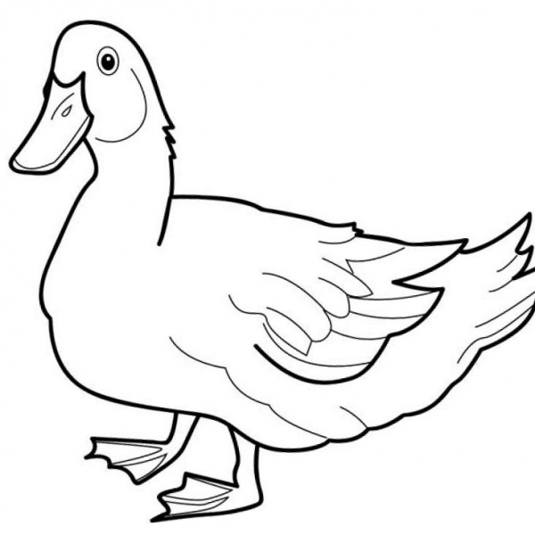 Mallard Duck Coloring Pages Sketch Coloring Page