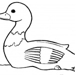 Duck Coloring Pages Lineart