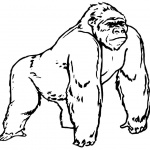 Gorilla Coloring Pages