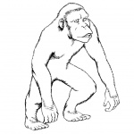 Gorilla Coloring Pages Realistic Line Drawing