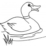 Mallard Duck Coloring Pages