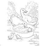 Pond Animals Coloring Pages Ducks