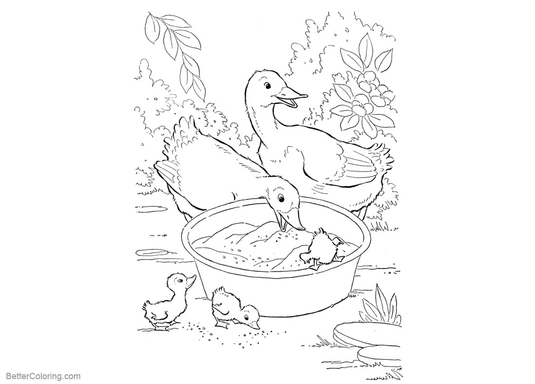 Pond Animals Coloring Pages Ducks printable for free