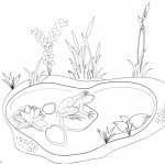 Pond Coloring Pages Animals and Plants