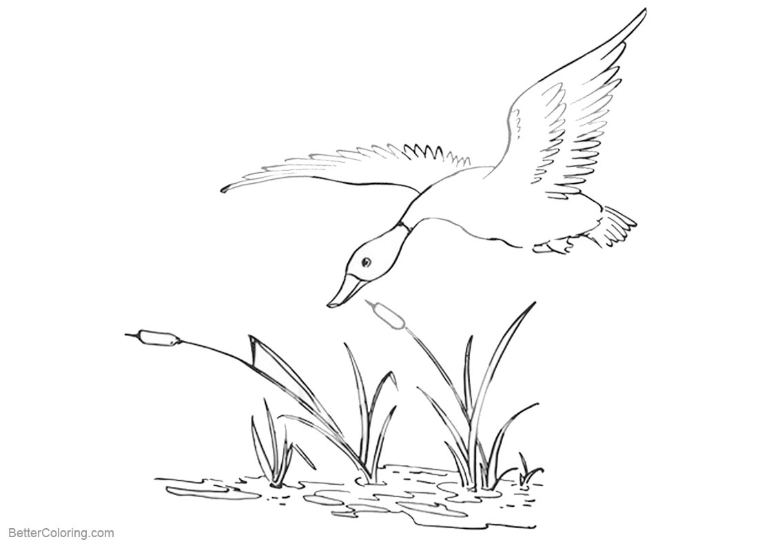 Download Pond Coloring Pages Duck Flying Over the Pond - Free ...