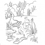 Pond Coloring Pages Ducklings