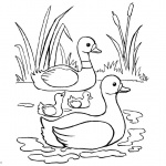 Pond Coloring Pages Ducks and Cattails