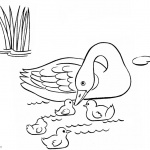 Pond Coloring Pages Line Drawing