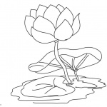 Pond Coloring Pages Water Lily Flower