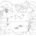 Pond Life Coloring Pages Animals and Plants