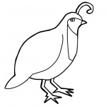 Quail Coloring Pages