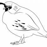 Quail Coloring Pages Bird Lineart