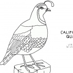 Quail Coloring Pages California Quail Line Art