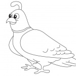 Quail Coloring Pages Line Drawing