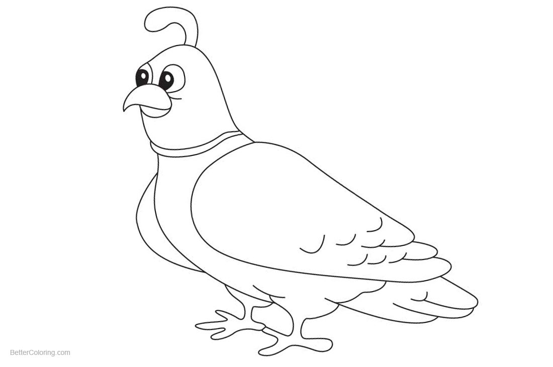 Quail Coloring Pages Line Drawing printable for free