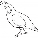 Quail Coloring Pages Simple Drawing