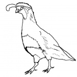 Quail Coloring Pages Sketch Drawing