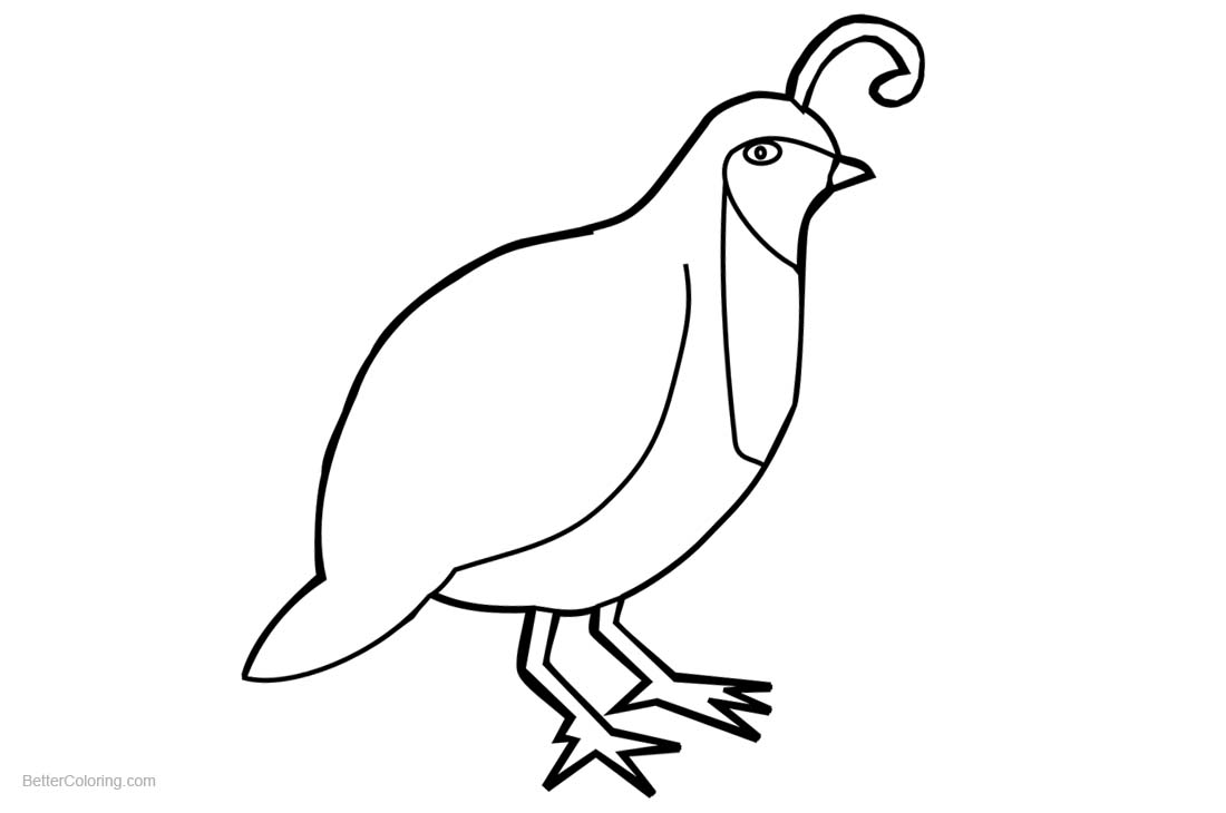 Quail Coloring Pages printable for free