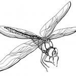 Realistic Dragonfly Coloring Pages