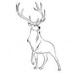 Rocky Mountain Animals Coloring Pages