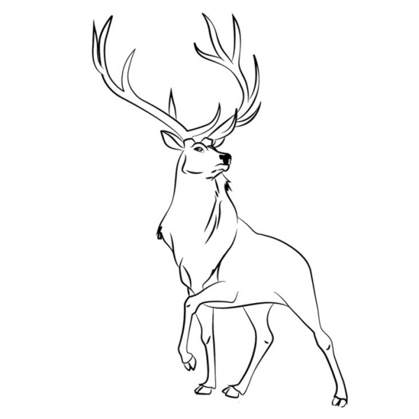 Rocky Mountain Animals Coloring Pages Goats - Free Printable Coloring Pages