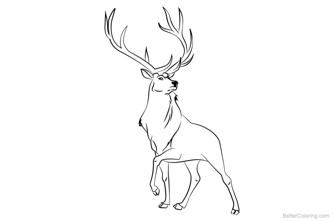 Rocky Mountain Animals Coloring Pages - Free Printable Coloring Pages