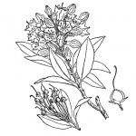 Rocky Mountain Plants Coloring Pages Wildflower