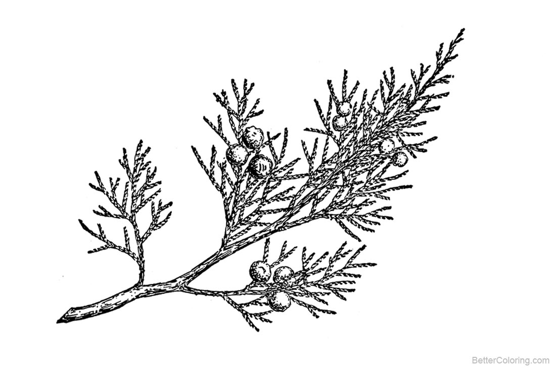 Rocky Mountain Plants Coloring Pages printable for free