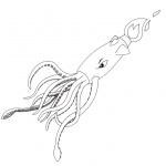 Squid Coloring Pages